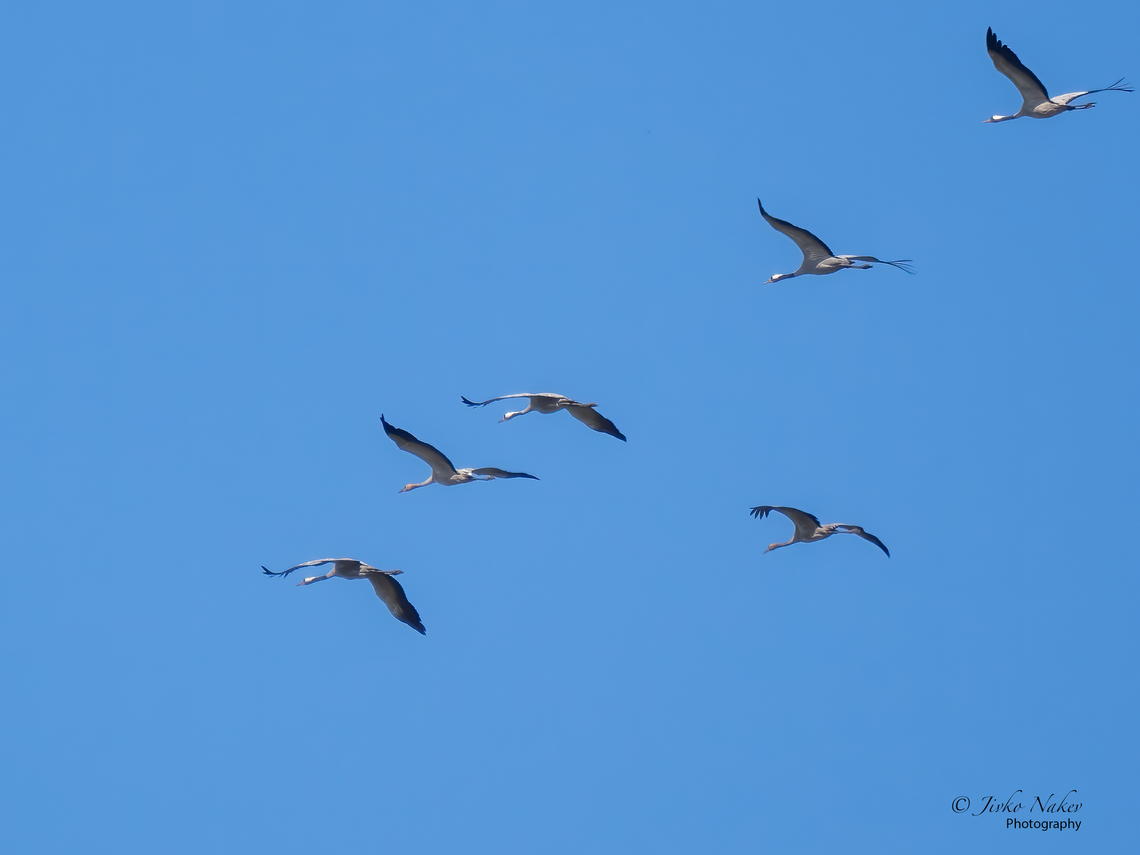 Common cranes - Grus grus  Animal,Animalia,Aves,Bird,Chordata,Common Crane,Common crane,Fall,Geotagged,Gruidae,Gruiformes,Grus grus,Hungary,Wildlife