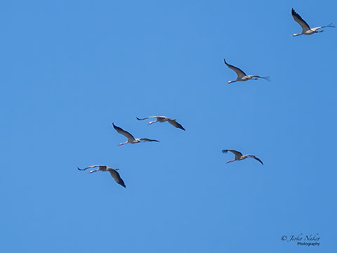 Common cranes - Grus grus  Animal,Animalia,Aves,Bird,Chordata,Common Crane,Common crane,Fall,Geotagged,Gruidae,Gruiformes,Grus grus,Hungary,Wildlife