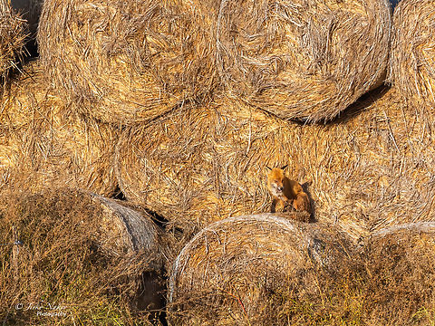 European Red Fox - Vulpes vulpes crucigera Today is day two in Poland's Warta River Mouth National Park. This is a place that should be visited several times for a minimum of 3-4 days in different seasons of the year. A beautifully maintained park on the border with Germany, just a hundred kilometers from Berlin.
It's a distant shot, I couldn't get any closer. I could have done a larger crop, but I really like the structure of the straw rolls, at the base of which the fox was curled up and taking autumn sunbaths. Animal,Animalia,Canidae,Carnivora,Chordata,Europe,European red fox,Fall,Geotagged,Lubusz Voivodeship,Mammalia,Poland,Red Fox,Vulpes vulpes,Vulpes vulpes crucigera,Warta Mouth National Park,Wildlife,mammals