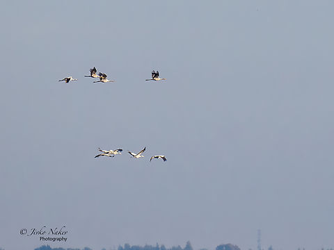 Common cranes in flight East over the Warta River Mouth National Park - Poland - Grus Grus Yesterday I spent all day searching for these beautiful birds. Locals told me exactly where they have been a day before, but they were gone. This morning I saw in the distance 7-8 flocks of 25-30 birds each. Not the best photo anyway, but for the country intro it's OK, I hope. Common Crane,Fall,Geotagged,Grus grus,Lubusz Voivodeship,Poland,Warta Mouth National Park