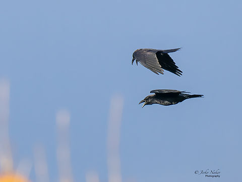 Common ravens - Corvus corax  Animal,Animalia,Aves,Bird,Chordata,Common Raven,Common raven,Corvidae,Corvus corax,Europe,Fall,Geotagged,Lubusz Voivodeship,Northern raven,Passeriformes,Passerine,Poland,Warta Mouth National Park,Wildlife