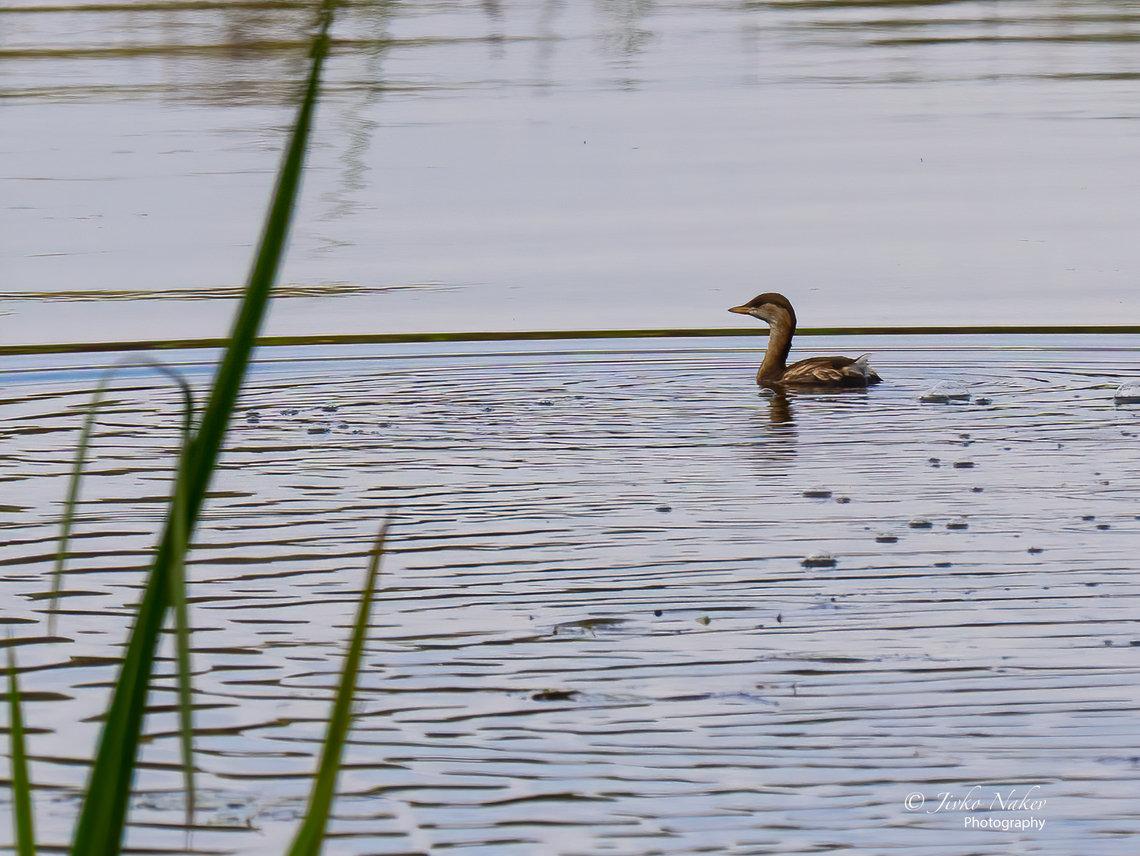 Little grebe in winter plumage - Tachybaptus ruficollis  Animal,Animalia,Aves,Bird,Chordata,Europe,Fall,Geotagged,Little Grebe,Little grebe,Lubusz Voivodeship,Podicipedidae,Podicipediformes,Poland,Tachybaptus ruficollis,Warta Mouth National Park,Wildlife