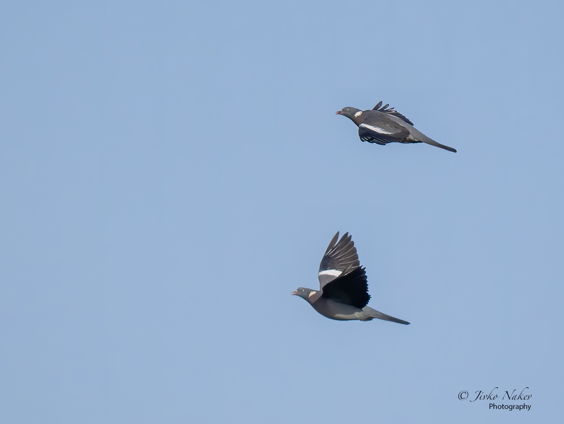 Common Wood Pigeons - Columba palumbus  Animal,Animalia,Aves,Bird,Chordata,Columba palumbus,Columbidae,Columbiformes,Common Wood Pigeon,Europe,Fall,Geotagged,Lubusz Voivodeship,Poland,Warta Mouth National Park,Wildlife