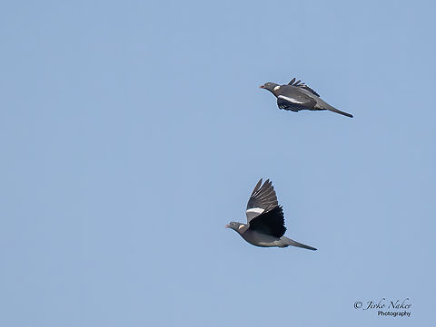 Common Wood Pigeons - Columba palumbus  Animal,Animalia,Aves,Bird,Chordata,Columba palumbus,Columbidae,Columbiformes,Common Wood Pigeon,Europe,Fall,Geotagged,Lubusz Voivodeship,Poland,Warta Mouth National Park,Wildlife