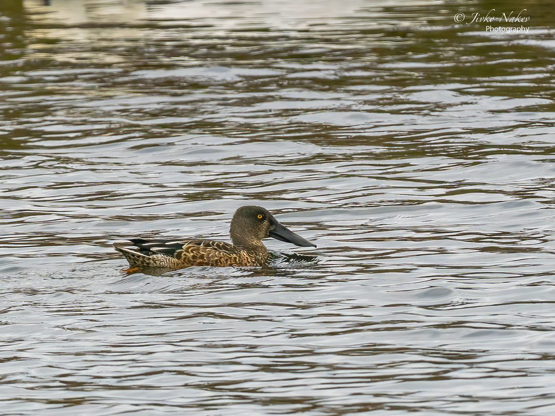 Northern shoveler female - Anas clypeata  Anas clypeata,Anatidae,Animal,Animalia,Anseriformes,Aves,Bird,Chordata,Europe,Fall,Geotagged,Lubusz Voivodeship,Northern Shoveler,Poland,Spatula clypeata,Warta Mouth National Park,Wildlife