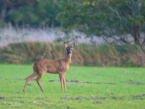 Roe deer  - Capreolus capreolus I am glad to add some new species to Germany as well! Animal,Animalia,Artiodactyla,Capreolus capreolus,Cervidae,Chordata,Cuxhaven,Europe,Fall,Geotagged,Germany,Lower Saxony,Mammalia,Roe deer,Wildlife,even-toed,mammals