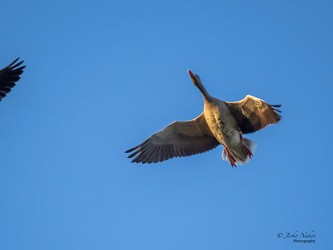 Greater white-fronted goose - Anser albifrons  Anatidae,Animal,Animalia,Anser albifrons,Anseriformes,Aves,Bird,Chordata,Cuxhaven,Europe,Fall,Geotagged,Germany,Greater white-fronted goose,Lower Saxony,Wildlife