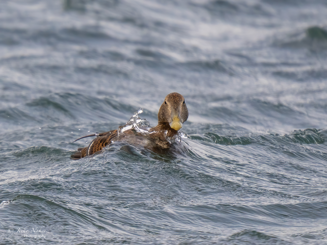Common eider female - Somateria mollissima New species for me - a beautiful Common eider - Somateria mollissima - from yesterday&#039;s visit to Heligoland island.<br />
<figure class="photo"><a href="https://www.jungledragon.com/image/142475/common_eider_male_eclipse_plumage-_somateria_mollissima.html" title="Common eider male  (Eclipse plumage)- Somateria mollissima"><img src="https://s3.amazonaws.com/media.jungledragon.com/images/1332/142475_thumb.jpg?AWSAccessKeyId=05GMT0V3GWVNE7GGM1R2&Expires=1759968010&Signature=kkFv4GJQku329vqs5jG2%2BBuOgFs%3D" width="200" height="152" alt="Common eider male  (Eclipse plumage)- Somateria mollissima https://www.jungledragon.com/image/142319/common_eider_female_-_somateria_mollissima.html Anatidae,Animal,Animalia,Anseriformes,Aves,Bird,Chordata,Common Eider,Common eider,Europe,Fall,Geotagged,Germany,Heligoland,Schleswig-Holstein,Somateria mollissima,Wildlife" /></a></figure><br />
 Anatidae,Animal,Animalia,Anseriformes,Aves,Bird,Chordata,Common Eider,Common eider,Europe,Fall,Geotagged,Germany,Heligoland,Schleswig-Holstein,Somateria mollissima,Wildlife