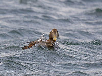 Common eider female - Somateria mollissima New species for me - a beautiful Common eider - Somateria mollissima - from yesterday's visit to Heligoland island.<br />
https://www.jungledragon.com/image/142475/common_eider_male_eclipse_plumage-_somateria_mollissima.html<br />
Anatidae,Animal,Animalia,Anseriformes,Aves,Bird,Chordata,Common Eider,Common eider,Europe,Fall,Geotagged,Germany,Heligoland,Schleswig-Holstein,Somateria mollissima,Wildlife