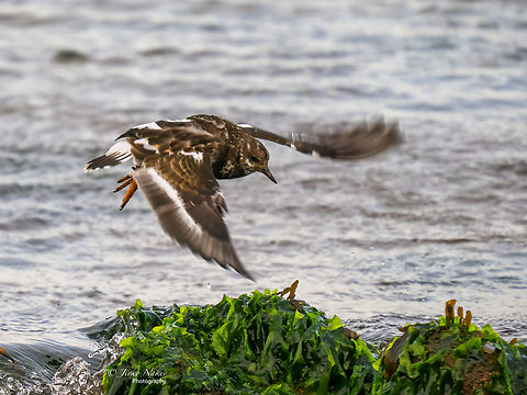 Ruddy turnstone - Arenaria interpres  Animal,Animalia,Arenaria interpres,Aves,Bird,Charadriiformes,Chordata,Europe,Fall,Geotagged,Germany,Heligoland,Ruddy Turnstone,Ruddy turnstone,Schleswig-Holstein,Scolopacidae,Shorebird,Wader,Wildlife