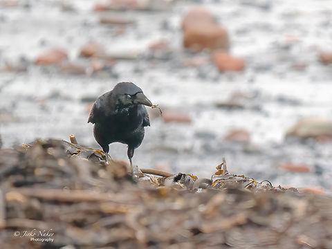 Carrion crow - Corvus corone Animal,Animalia,Aves,Bird,Carrion Crow,Carrion crow,Chordata,Corvidae,Corvus corone,Fall,Geotagged,Germany,Passeriformes,Passerine,Wildlife