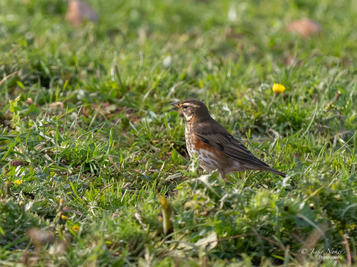 Redwing - Turdus iliacus  Animal,Animalia,Aves,Bird,Chordata,Europe,Fall,Geotagged,Germany,Heligoland,Passeriformes,Passerine,Redwing,Schleswig-Holstein,Turdidae,Turdus iliacus,Wildlife