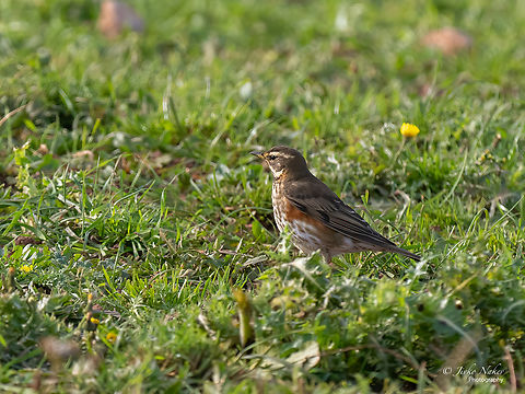 Redwing - Turdus iliacus  Animal,Animalia,Aves,Bird,Chordata,Europe,Fall,Geotagged,Germany,Heligoland,Passeriformes,Passerine,Redwing,Schleswig-Holstein,Turdidae,Turdus iliacus,Wildlife