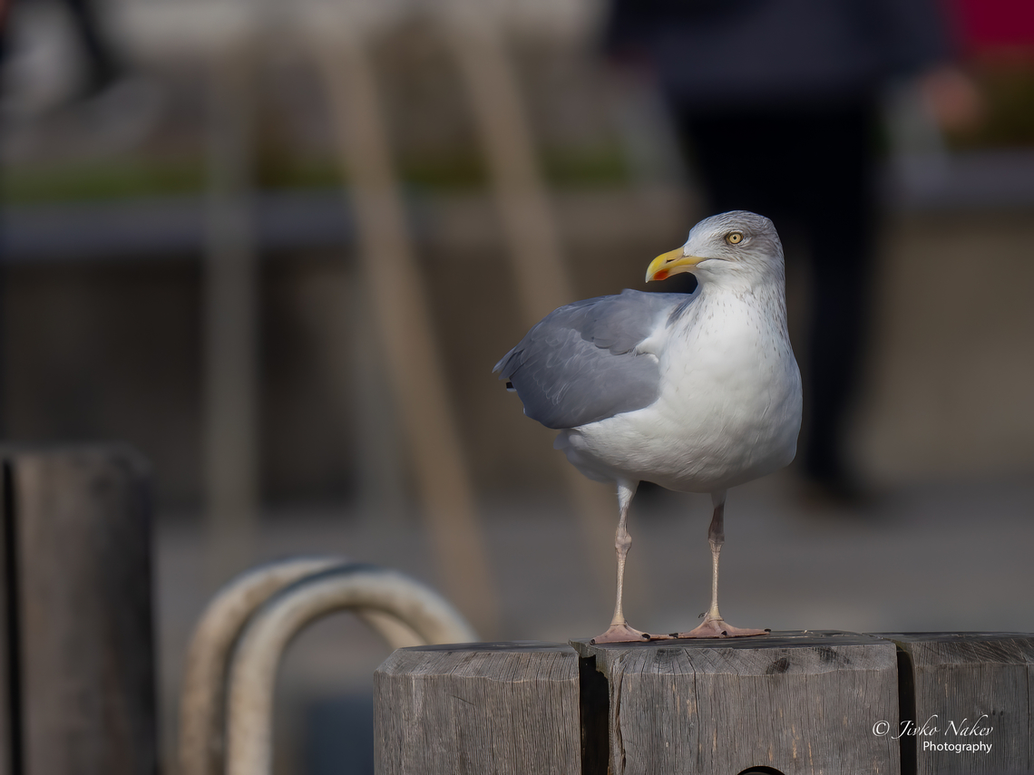 Herring gull (European - non-breeding adult) - Larus argentatus <figure class="photo"><a href="https://www.jungledragon.com/image/142467/herring_gull_european_-_imm._first_winter_plumage_-_larus_argentatus.html" title="Herring gull (European - imm. first winter plumage) - Larus argentatus"><img src="https://s3.amazonaws.com/media.jungledragon.com/images/1332/142467_thumb.jpg?AWSAccessKeyId=05GMT0V3GWVNE7GGM1R2&Expires=1767225610&Signature=LWKYmwOMHx3%2Fy%2B2%2FlH2DVH9CbBM%3D" width="200" height="152" alt="Herring gull (European - imm. first winter plumage) - Larus argentatus https://www.jungledragon.com/image/142466/herring_gull_european_-_non-breeding_adult_-_larus_argentatus.html<br />
https://www.jungledragon.com/image/142469/herring_gull_european_-_imm._first_winter_plumage_-_larus_argentatus.html Animal,Animalia,Aves,Bird,Charadriiformes,Chordata,Europe,European herring gull,Fall,Geotagged,Germany,Heligoland,Herring gull,Laridae,Larus argentatus,Schleswig-Holstein,Wildlife" /></a></figure><br />
<figure class="photo"><a href="https://www.jungledragon.com/image/142469/herring_gull_european_-_imm._third_winter_plumage_-_larus_argentatus.html" title="Herring gull (European - imm. third winter plumage) - Larus argentatus"><img src="https://s3.amazonaws.com/media.jungledragon.com/images/1332/142469_thumb.jpg?AWSAccessKeyId=05GMT0V3GWVNE7GGM1R2&Expires=1767225610&Signature=JcuPSp8ORk8pns4Z2TfSJ8h0ZbI%3D" width="200" height="150" alt="Herring gull (European - imm. third winter plumage) - Larus argentatus https://www.jungledragon.com/image/142466/herring_gull_european_-_non-breeding_adult_-_larus_argentatus.html<br />
https://www.jungledragon.com/image/142467/herring_gull_european_-_imm._first_winter_plumage_-_larus_argentatus.html Animal,Animalia,Aves,Bird,Charadriiformes,Chordata,Europe,European herring gull,Fall,Geotagged,Germany,Heligoland,Herring gull,Laridae,Larus argentatus,Schleswig-Holstein,Wildlife" /></a></figure> Animal,Animalia,Aves,Bird,Charadriiformes,Chordata,Europe,European herring gull,Fall,Geotagged,Germany,Heligoland,Herring gull,Laridae,Larus argentatus,Schleswig-Holstein,Wildlife