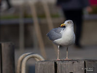 Herring gull (European - non-breeding adult) - Larus argentatus https://www.jungledragon.com/image/142467/herring_gull_european_-_imm._first_winter_plumage_-_larus_argentatus.html<br />
https://www.jungledragon.com/image/142469/herring_gull_european_-_imm._first_winter_plumage_-_larus_argentatus.html Animal,Animalia,Aves,Bird,Charadriiformes,Chordata,Europe,European herring gull,Fall,Geotagged,Germany,Heligoland,Herring gull,Laridae,Larus argentatus,Schleswig-Holstein,Wildlife