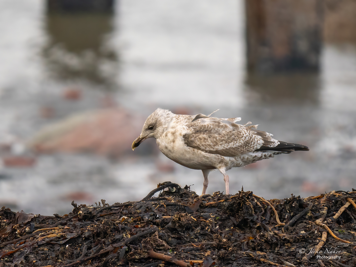 Herring gull (European - imm. first winter plumage) - Larus argentatus <figure class="photo"><a href="https://www.jungledragon.com/image/142466/herring_gull_european_-_non-breeding_adult_-_larus_argentatus.html" title="Herring gull (European - non-breeding adult) - Larus argentatus"><img src="https://s3.amazonaws.com/media.jungledragon.com/images/1332/142466_thumb.jpg?AWSAccessKeyId=05GMT0V3GWVNE7GGM1R2&Expires=1767225610&Signature=eMxd2Wcy32e4hFNx9QLaT2f%2F3Hw%3D" width="200" height="152" alt="Herring gull (European - non-breeding adult) - Larus argentatus https://www.jungledragon.com/image/142467/herring_gull_european_-_imm._first_winter_plumage_-_larus_argentatus.html<br />
https://www.jungledragon.com/image/142469/herring_gull_european_-_imm._first_winter_plumage_-_larus_argentatus.html Animal,Animalia,Aves,Bird,Charadriiformes,Chordata,Europe,European herring gull,Fall,Geotagged,Germany,Heligoland,Herring gull,Laridae,Larus argentatus,Schleswig-Holstein,Wildlife" /></a></figure><br />
<figure class="photo"><a href="https://www.jungledragon.com/image/142469/herring_gull_european_-_imm._third_winter_plumage_-_larus_argentatus.html" title="Herring gull (European - imm. third winter plumage) - Larus argentatus"><img src="https://s3.amazonaws.com/media.jungledragon.com/images/1332/142469_thumb.jpg?AWSAccessKeyId=05GMT0V3GWVNE7GGM1R2&Expires=1767225610&Signature=JcuPSp8ORk8pns4Z2TfSJ8h0ZbI%3D" width="200" height="150" alt="Herring gull (European - imm. third winter plumage) - Larus argentatus https://www.jungledragon.com/image/142466/herring_gull_european_-_non-breeding_adult_-_larus_argentatus.html<br />
https://www.jungledragon.com/image/142467/herring_gull_european_-_imm._first_winter_plumage_-_larus_argentatus.html Animal,Animalia,Aves,Bird,Charadriiformes,Chordata,Europe,European herring gull,Fall,Geotagged,Germany,Heligoland,Herring gull,Laridae,Larus argentatus,Schleswig-Holstein,Wildlife" /></a></figure> Animal,Animalia,Aves,Bird,Charadriiformes,Chordata,Europe,European herring gull,Fall,Geotagged,Germany,Heligoland,Herring gull,Laridae,Larus argentatus,Schleswig-Holstein,Wildlife