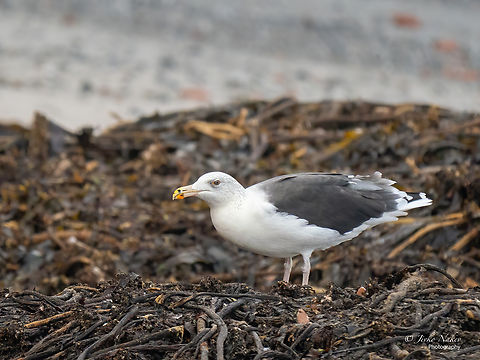 Great black-backed gull adult - Larus marinus  Animal,Animalia,Aves,Bird,Charadriiformes,Chordata,Europe,Fall,Geotagged,Germany,Great black-backed gull,Heligoland,Laridae,Larus marinus,Schleswig-Holstein,Wildlife