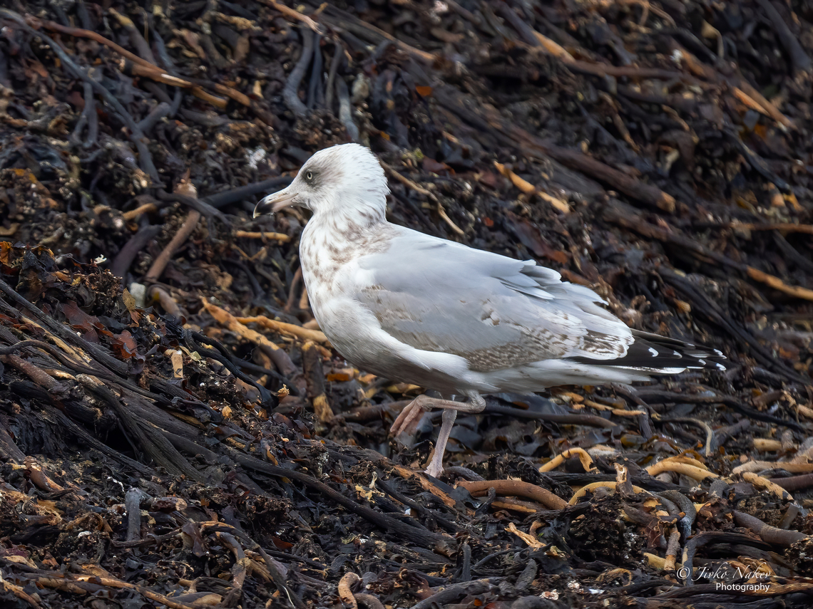 Herring gull (European - imm. third winter plumage) - Larus argentatus <figure class="photo"><a href="https://www.jungledragon.com/image/142466/herring_gull_european_-_non-breeding_adult_-_larus_argentatus.html" title="Herring gull (European - non-breeding adult) - Larus argentatus"><img src="https://s3.amazonaws.com/media.jungledragon.com/images/1332/142466_thumb.jpg?AWSAccessKeyId=05GMT0V3GWVNE7GGM1R2&Expires=1767225610&Signature=eMxd2Wcy32e4hFNx9QLaT2f%2F3Hw%3D" width="200" height="152" alt="Herring gull (European - non-breeding adult) - Larus argentatus https://www.jungledragon.com/image/142467/herring_gull_european_-_imm._first_winter_plumage_-_larus_argentatus.html<br />
https://www.jungledragon.com/image/142469/herring_gull_european_-_imm._first_winter_plumage_-_larus_argentatus.html Animal,Animalia,Aves,Bird,Charadriiformes,Chordata,Europe,European herring gull,Fall,Geotagged,Germany,Heligoland,Herring gull,Laridae,Larus argentatus,Schleswig-Holstein,Wildlife" /></a></figure><br />
<figure class="photo"><a href="https://www.jungledragon.com/image/142467/herring_gull_european_-_imm._first_winter_plumage_-_larus_argentatus.html" title="Herring gull (European - imm. first winter plumage) - Larus argentatus"><img src="https://s3.amazonaws.com/media.jungledragon.com/images/1332/142467_thumb.jpg?AWSAccessKeyId=05GMT0V3GWVNE7GGM1R2&Expires=1767225610&Signature=LWKYmwOMHx3%2Fy%2B2%2FlH2DVH9CbBM%3D" width="200" height="152" alt="Herring gull (European - imm. first winter plumage) - Larus argentatus https://www.jungledragon.com/image/142466/herring_gull_european_-_non-breeding_adult_-_larus_argentatus.html<br />
https://www.jungledragon.com/image/142469/herring_gull_european_-_imm._first_winter_plumage_-_larus_argentatus.html Animal,Animalia,Aves,Bird,Charadriiformes,Chordata,Europe,European herring gull,Fall,Geotagged,Germany,Heligoland,Herring gull,Laridae,Larus argentatus,Schleswig-Holstein,Wildlife" /></a></figure> Animal,Animalia,Aves,Bird,Charadriiformes,Chordata,Europe,European herring gull,Fall,Geotagged,Germany,Heligoland,Herring gull,Laridae,Larus argentatus,Schleswig-Holstein,Wildlife