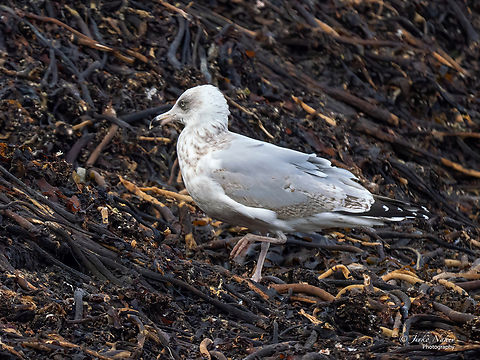 Herring gull (European - imm. third winter plumage) - Larus argentatus https://www.jungledragon.com/image/142466/herring_gull_european_-_non-breeding_adult_-_larus_argentatus.html
https://www.jungledragon.com/image/142467/herring_gull_european_-_imm._first_winter_plumage_-_larus_argentatus.html Animal,Animalia,Aves,Bird,Charadriiformes,Chordata,Europe,European herring gull,Fall,Geotagged,Germany,Heligoland,Herring gull,Laridae,Larus argentatus,Schleswig-Holstein,Wildlife