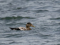 Common eider male (Eclipse plumage)- Somateria mollissima https://www.jungledragon.com/image/142319/common_eider_female_-_somateria_mollissima.html Anatidae,Animal,Animalia,Anseriformes,Aves,Bird,Chordata,Common Eider,Common eider,Europe,Fall,Geotagged,Germany,Heligoland,Schleswig-Holstein,Somateria mollissima,Wildlife