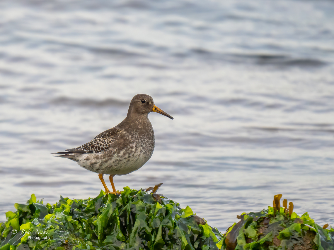 Purple sandpiper - Calidris maritima  Animal,Animalia,Aves,Bird,Calidris maritima,Charadriiformes,Chordata,Europe,Fall,Geotagged,Germany,Heligoland,Purple sandpiper,Schleswig-Holstein,Scolopacidae,Shorebird,Wader,Wildlife