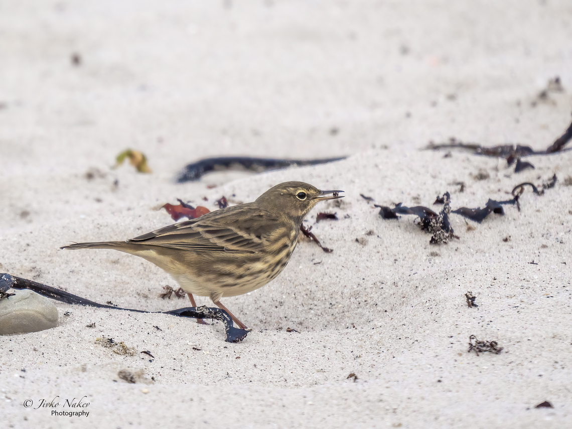 Rock pipit - Anthus petrosus  Animal,Animalia,Anthus petrosus,Aves,Bird,Chordata,Eurasian rock pipit,Europe,Fall,Geotagged,Germany,Heligoland,Motacillidae,Passeriformes,Passerine,Rock pipit,Schleswig-Holstein,Wildlife