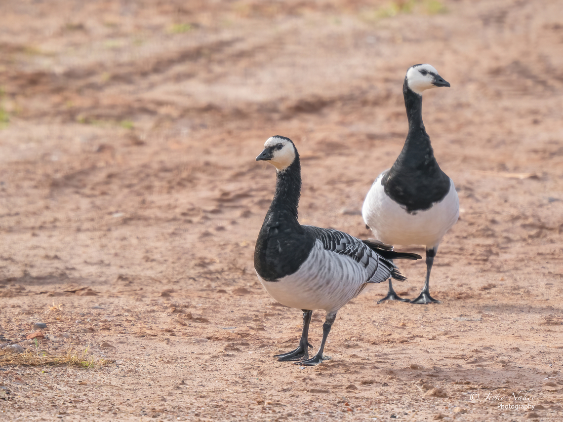 Barnacle geese - Branta leucopsis  Anatidae,Animal,Animalia,Anseriformes,Aves,Barnacle Goose,Barnacle goose,Bird,Branta leucopsis,Chordata,Europe,Fall,Geotagged,Germany,Heligoland,Schleswig-Holstein,Wildlife