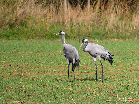 Common cranes - Grus grus For several days I looked for them in Hungary and Poland - I only saw them in flight high in the sky. Finally, 10 km after I crossed the border between Poland and Germany - about 60-70 birds were foraging in the field on the side of the road. Animal,Animalia,Aves,Bird,Chordata,Common Crane,Common crane,Eurasian crane,Europe,Fall,Geotagged,Germany,Gruidae,Gruiformes,Grus grus,Wildlife