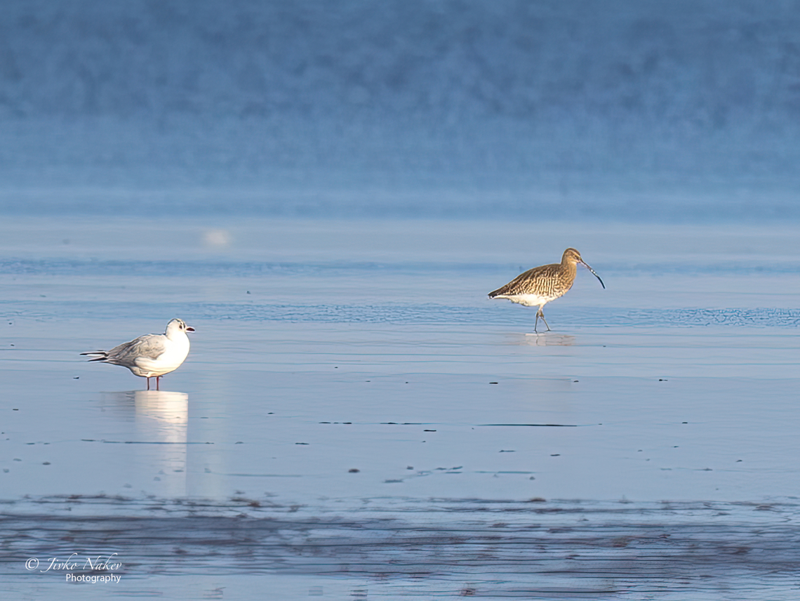 Eurasian curlew - Numenius arquata Distant photo, huge crop and enlarged with Gigapixel AI Animal,Animalia,Aves,Bird,Charadriiformes,Chordata,Cuxhaven,Eurasian Curlew,Eurasian curlew,Europe,Fall,Geotagged,Germany,Lower Saxony,Numenius arquata,Scolopacidae,Shorebird,Wader,Wildlife