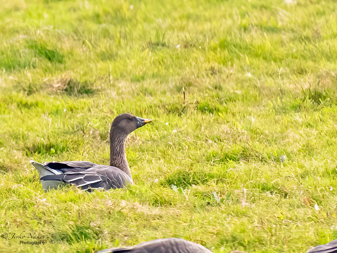 Tundra bean goose - Anser serrirostris Among several hundred white-fronted geese I spotted this rare visitor to Western Europe. Some sources consider this species as a subspecies of Anser fabalis, the others consider them as different species. Anatidae,Animal,Animalia,Anser serrirostris,Anseriformes,Aves,Bird,Chordata,Europe,Fall,Geotagged,Lubusz Voivodeship,Poland,Tundra bean goose,Warta Mouth National Park,Wildlife