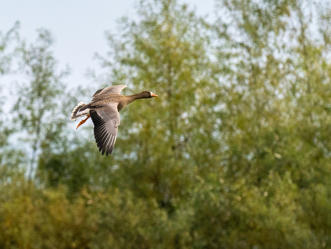 Greater white-fronted goose - Anser albifrons  Anatidae,Animal,Animalia,Anser albifrons,Anseriformes,Aves,Bird,Chordata,Europe,Fall,Geotagged,Greater white-fronted goose,Lubusz Voivodeship,Poland,Warta Mouth National Park,Wildlife