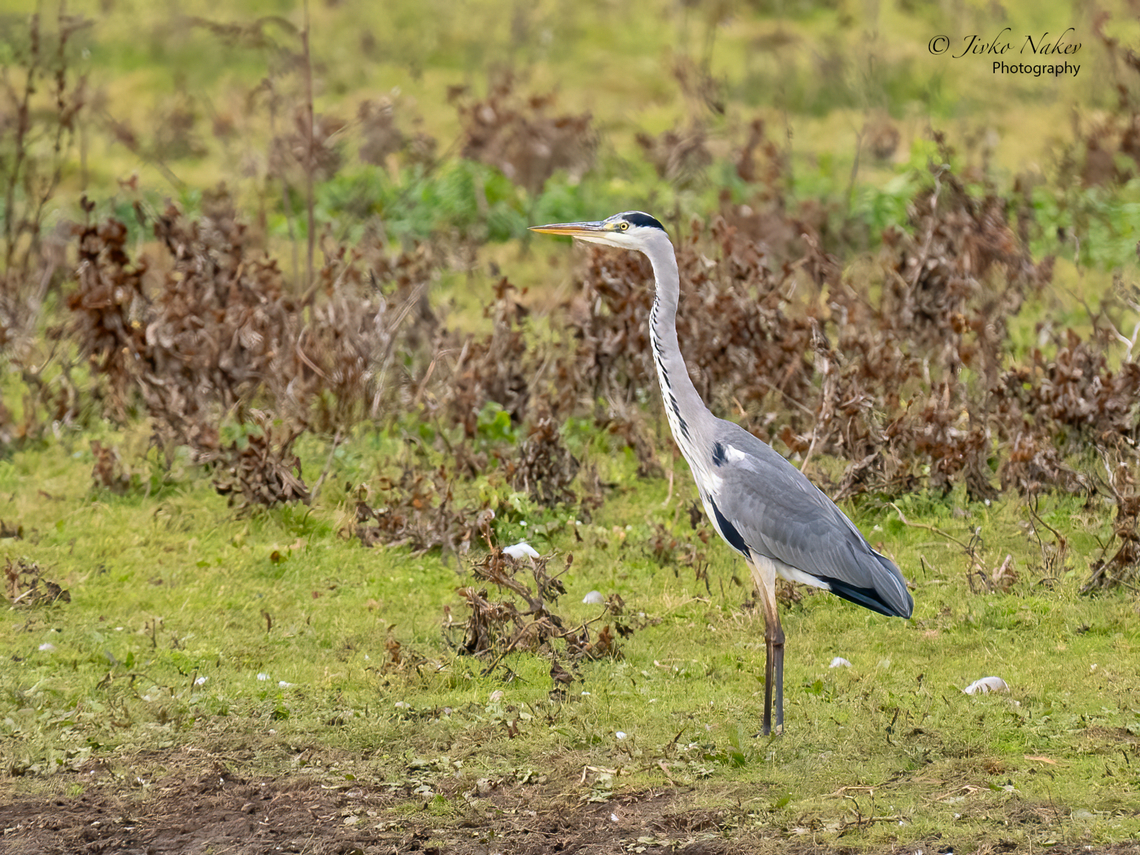 Gray heron - Ardea cinerea  Animal,Animalia,Ardea cinerea,Ardeidae,Aves,Bird,Chordata,Europe,Fall,Geotagged,Gray heron,Grey heron,Lubusz Voivodeship,Pelecaniformes,Poland,Warta Mouth National Park,Wildlife