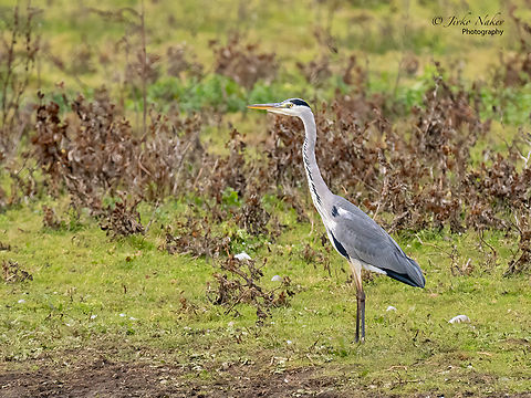 Gray heron - Ardea cinerea  Animal,Animalia,Ardea cinerea,Ardeidae,Aves,Bird,Chordata,Europe,Fall,Geotagged,Gray heron,Grey heron,Lubusz Voivodeship,Pelecaniformes,Poland,Warta Mouth National Park,Wildlife