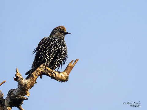 Common starling - Sturnus vulgaris  Animal,Animalia,Aves,Bird,Chordata,Common Starling,Common starling,Europe,Fall,Geotagged,Lubusz Voivodeship,Passeriformes,Passerine,Poland,Sturnidae,Sturnus vulgaris,Warta Mouth National Park,Wildlife
