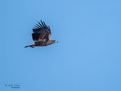 White-tailed eagle - Haliaeetus albicilla  Accipitridae,Accipitriformes,Animal,Animalia,Aves,Bird,Bird of prey,Chordata,Europe,Fall,Geotagged,Haliaeetus albicilla,Hortobagy National Park,Hungary,Northern Great Plain,White-tailed eagle,Wildlife