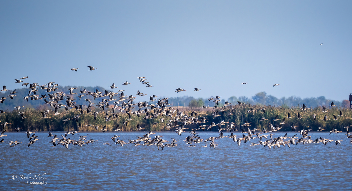 Thousands of Greylag and Greater White-fronted geese  Anatidae,Animal,Animalia,Anser albifrons,Anser anser,Anseriformes,Aves,Bird,Chordata,Europe,Fall,Geotagged,Greater white-fronted goose,Greylag goose,Hortobagy National Park,Hungary,Northern Great Plain,Wildlife