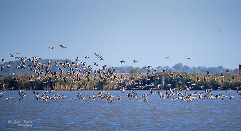 Thousands of Greylag and Greater White-fronted geese  Anatidae,Animal,Animalia,Anser albifrons,Anser anser,Anseriformes,Aves,Bird,Chordata,Europe,Fall,Geotagged,Greater white-fronted goose,Greylag goose,Hortobagy National Park,Hungary,Northern Great Plain,Wildlife