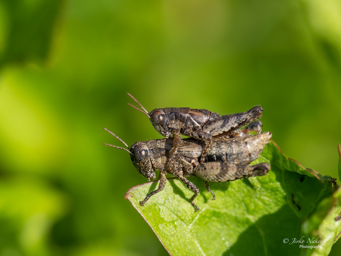 Common Maquis Grasshopper - Pezotettix giornae I spotted these beauties in the grass of the campsite one morning. Acrididae,Animal,Animalia,Arthropoda,Common Maquis Grasshopper,Croatia,Europe,Fall,Geotagged,Insect,Insecta,Orthoptera,Osijek-Baranja,Pezotettix giornae,Short-horned Grasshopper,Wildlife