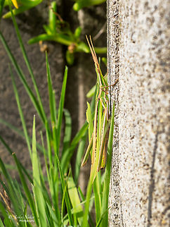 Find the grasshopper! Nosed grasshopper - Acrida ungarica Acrida ungarica,Acrididae,Animal,Animalia,Arthropoda,Croatia,Europe,Fall,Geotagged,Insect,Insecta,Nosed Grasshopper,Nosed grasshopper,Orthoptera,Osijek-Baranja,Short-horned Grasshopper,Wildlife