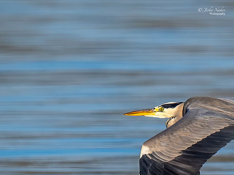 Gray heron - Ardea cinerea  Animal,Animalia,Ardea cinerea,Ardeidae,Aves,Berlin,Bird,Chordata,Europe,Fall,Geotagged,Germany,Gray heron,Grey heron,Pelecaniformes,Wannsee,Wildlife