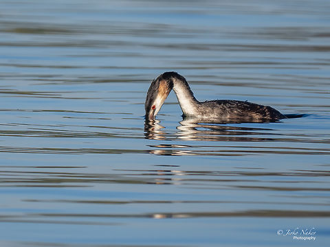 Great crested grebe - Podiceps cristatus  Animal,Animalia,Aves,Berlin,Bird,Chordata,Europe,Fall,Geotagged,Germany,Great Crested Grebe,Great crested grebe,Podiceps cristatus,Podicipedidae,Podicipediformes,Wannsee,Wildlife