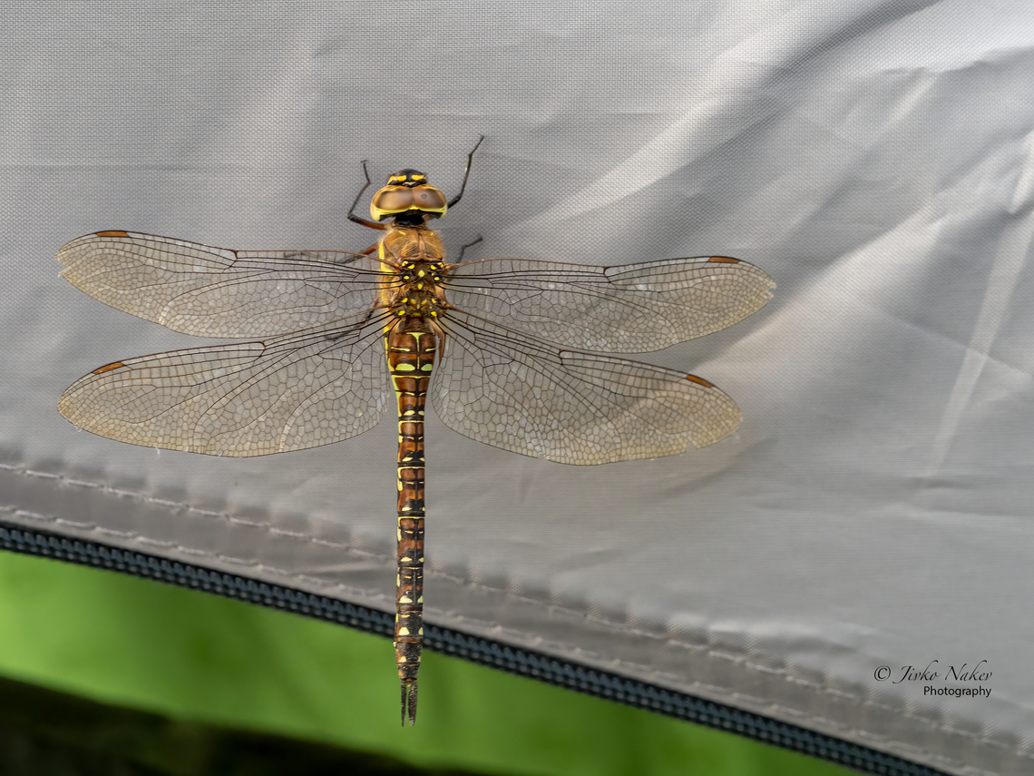 Migrant hawker female - Aeshna mixta  Aeshna mixta,Aeshnidae,Animal,Animalia,Arthropoda,Croatia,Dragonfly,Europe,Fall,Geotagged,Insect,Insecta,Migrant Hawker,Migrant hawker,Odonata,Osijek-Baranja,Wildlife