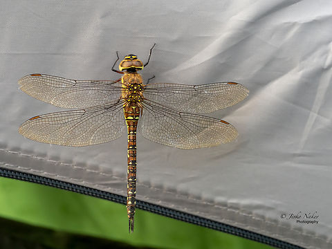 Migrant hawker female - Aeshna mixta  Aeshna mixta,Aeshnidae,Animal,Animalia,Arthropoda,Croatia,Dragonfly,Europe,Fall,Geotagged,Insect,Insecta,Migrant Hawker,Migrant hawker,Odonata,Osijek-Baranja,Wildlife