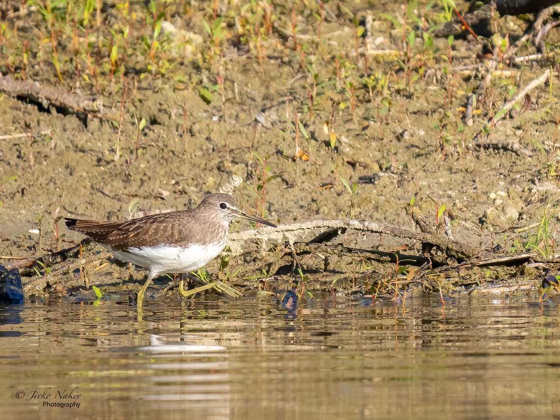 Green sandpiper - Tringa ochropus  Animal,Animalia,Aves,Bird,Charadriiformes,Chordata,Croatia,Fall,Geotagged,Green sandpiper,Scolopacidae,Shorebird,Tringa ochropus,Wader,Wildlife