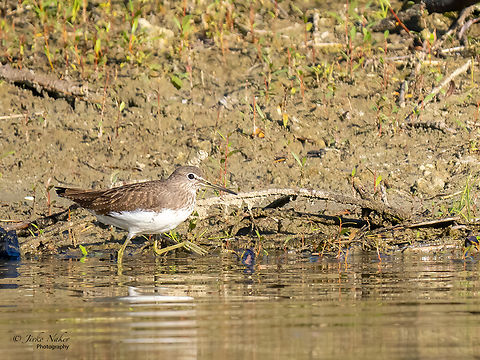 Green sandpiper - Tringa ochropus  Animal,Animalia,Aves,Bird,Charadriiformes,Chordata,Croatia,Fall,Geotagged,Green sandpiper,Scolopacidae,Shorebird,Tringa ochropus,Wader,Wildlife