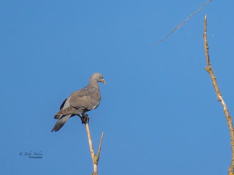 Common Wood Pigeon immature - Columba palumbus  Animal,Animalia,Aves,Bird,Chordata,Columba palumbus,Columbidae,Columbiformes,Common Wood Pigeon,Croatia,Europe,Fall,Geotagged,Kopacki Rit Nature Park,Osijek-Baranja,Wildlife