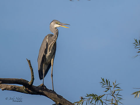 Grey heron - Ardea cinerea  Animal,Animalia,Ardea cinerea,Ardeidae,Aves,Bird,Chordata,Croatia,Europe,Fall,Geotagged,Gray heron,Grey heron,Kopacki Rit Nature Park,Osijek-Baranja,Pelecaniformes,Wildlife