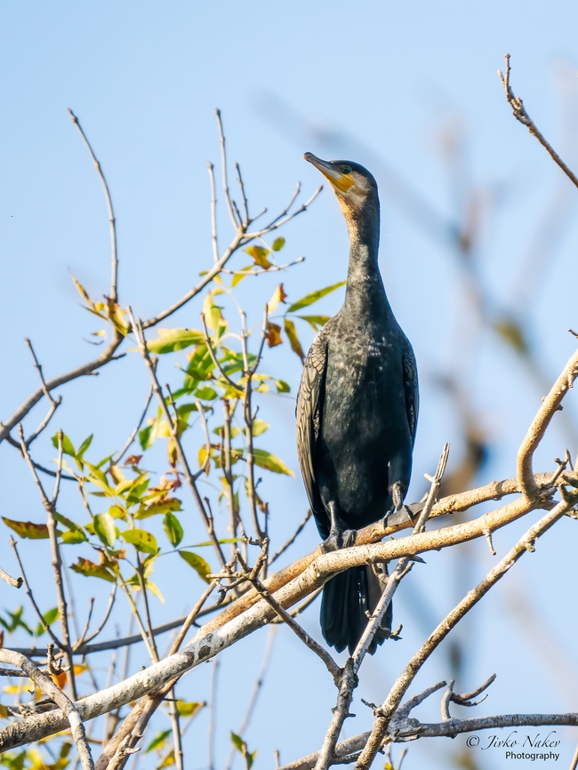 Great black cormorant - Phalacrocorax carbo  Animal,Animalia,Aves,Bird,Chordata,Croatia,Europe,Fall,Geotagged,Great Cormorant,Great black cormorant,Kopacki Rit Nature Park,Osijek-Baranja,Phalacrocoracidae,Phalacrocorax carbo,Seabird,Suliformes,Wildlife