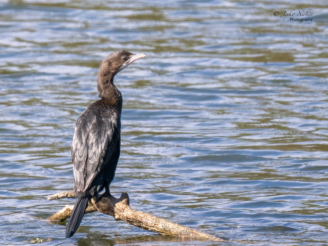 Pygmy cormorant - Microcarbo pygmeus  Animal,Animalia,Aves,Belgrade region,Bird,Chordata,Europe,Fall,Geotagged,Microcarbo pygmeus,Phalacrocoracidae,Pygmy cormorant,Seabird,Serbia,Suliformes,Wildlife,Zemun