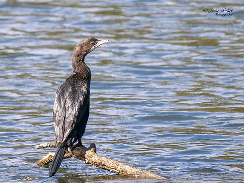 Pygmy cormorant - Microcarbo pygmeus  Animal,Animalia,Aves,Belgrade region,Bird,Chordata,Europe,Fall,Geotagged,Microcarbo pygmeus,Phalacrocoracidae,Pygmy cormorant,Seabird,Serbia,Suliformes,Wildlife,Zemun